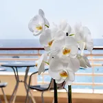 Lets Holidays Sea Views On The *